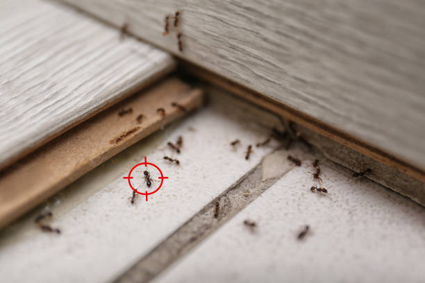 Best Insect Control  in Lavonia, GA