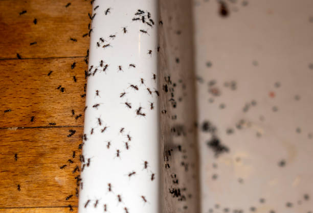 Best Termite Control Services  in Lavonia, GA